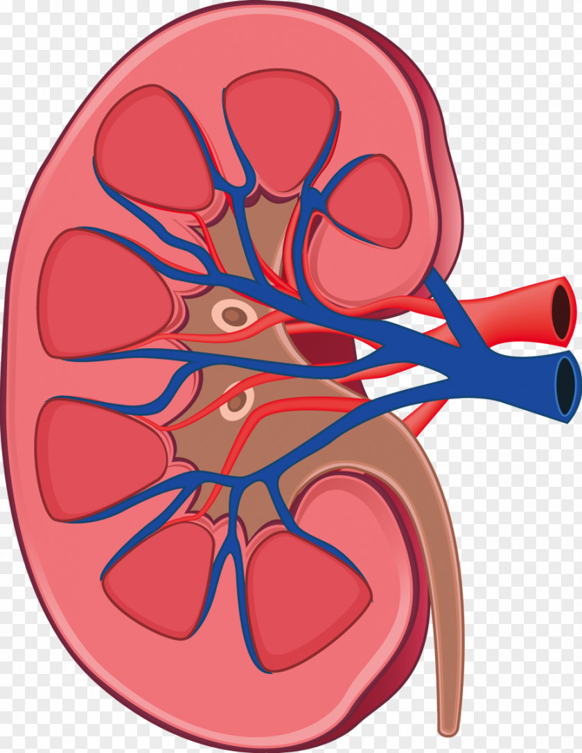Kidneys Kidney Anatomy Human Body Physiology Retroperitoneal Space PNG