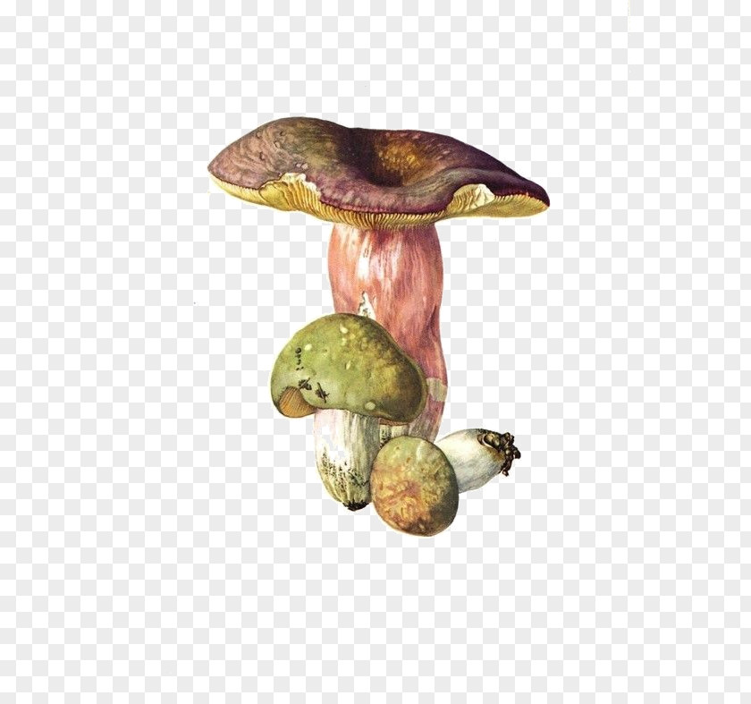 Mushroom Edible Russula Virescens Vesca Ochroleuca Cyanoxantha PNG