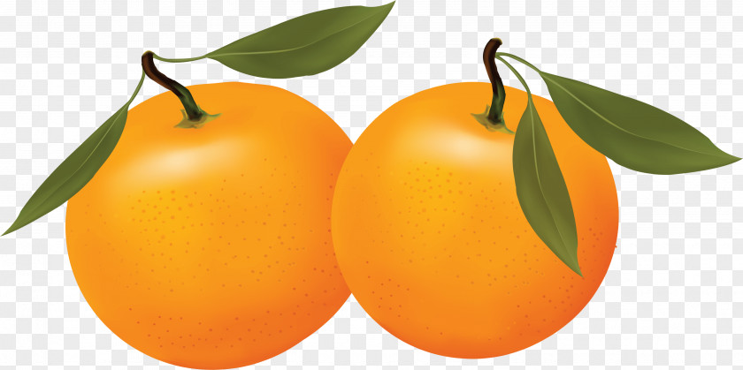 Orange Image Download Clementine Longwood Tangerine PNG