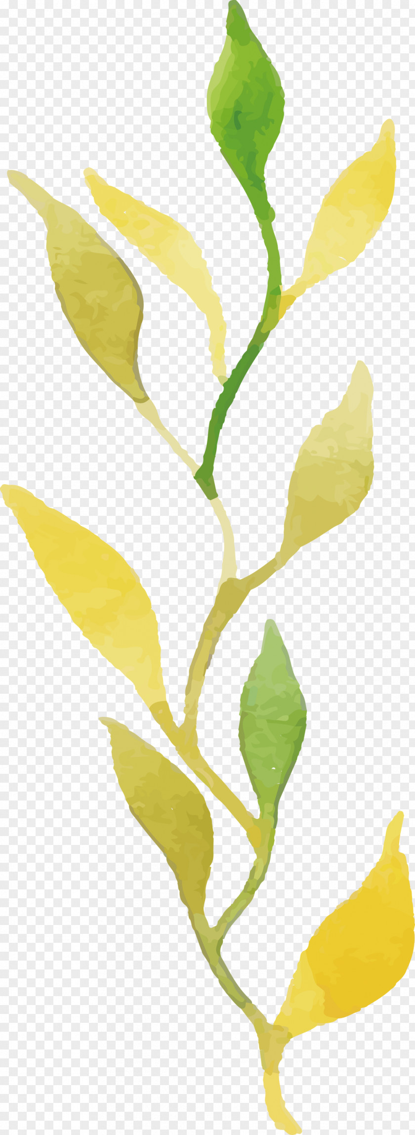 Plant Stem Petal Leaf Twig Yellow PNG