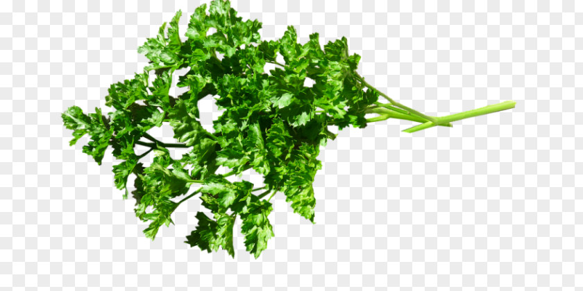 Vegetable Parsley Food Herb Image PNG