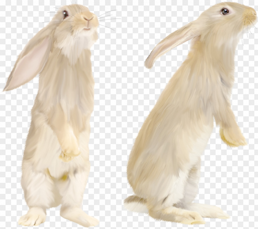 White Rabbit Image Domestic Leporids PNG