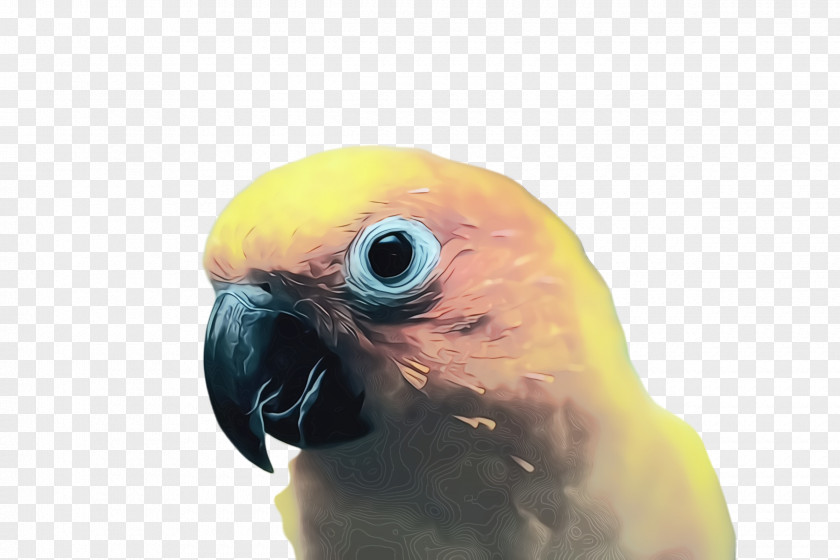 Wing Budgie Colorful Background PNG