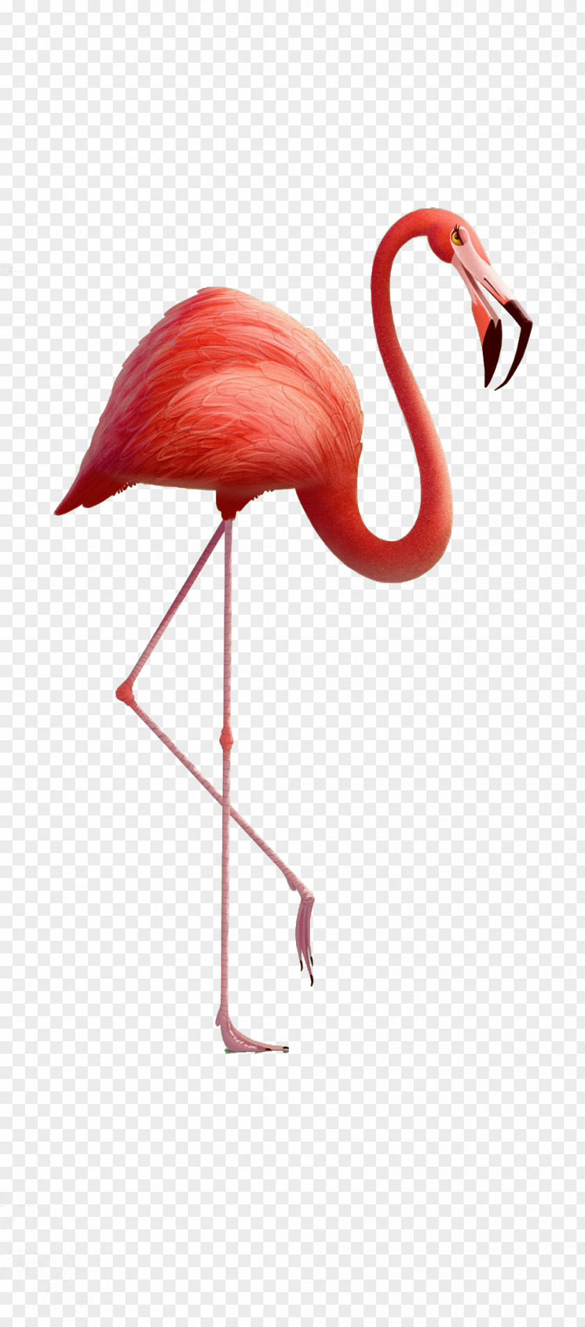 3d Red Red-crowned Crane PNG