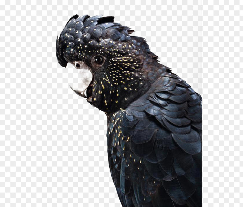 Black Parrot Australia Cockatoo Bird Budgerigar PNG