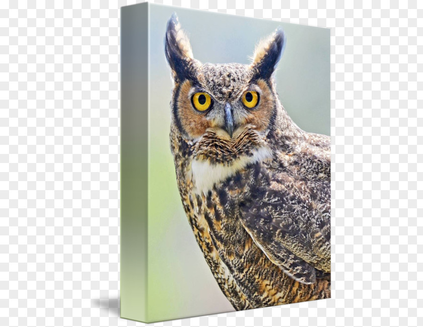 Great Horned Owl Fauna Beak PNG