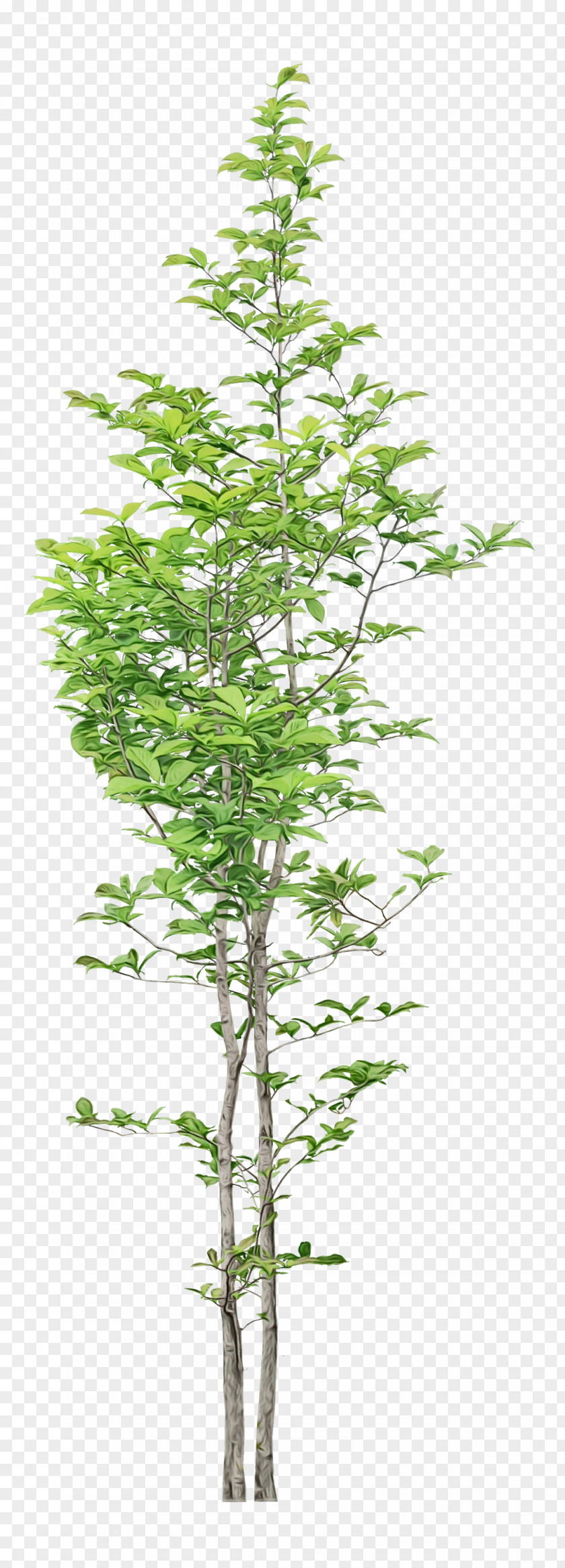 Plant Stem Larch Bambou Twig Shrub PNG