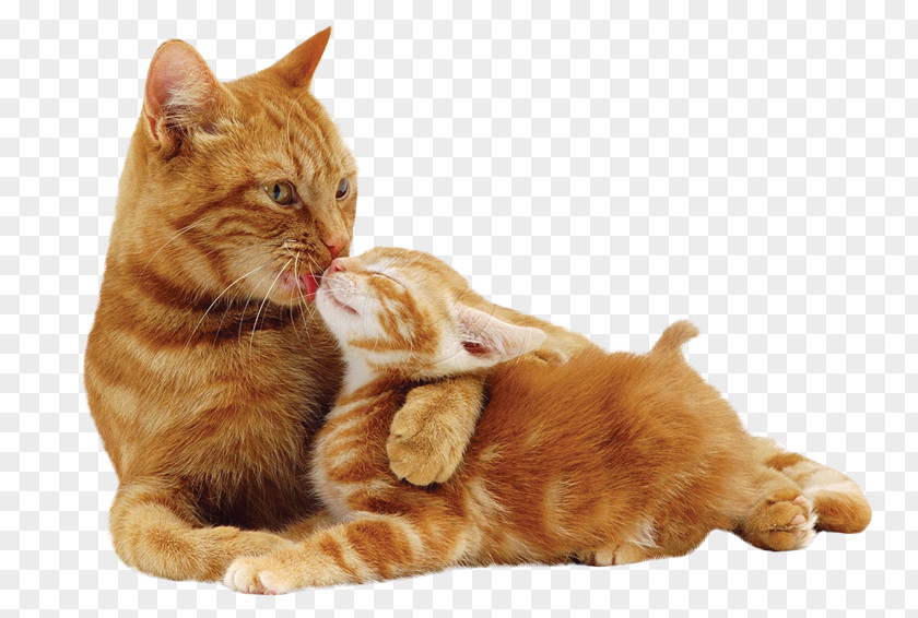 Cats Tabby Cat Kitten Felidae Puppy PNG