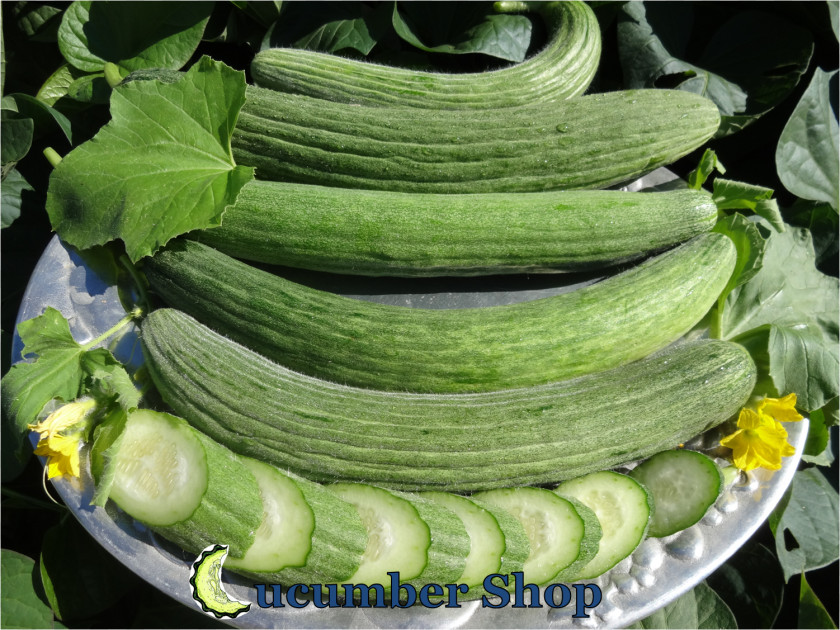 Cucumber Muskmelon Spreewald Gherkins Vegetarian Cuisine Horned Melon PNG