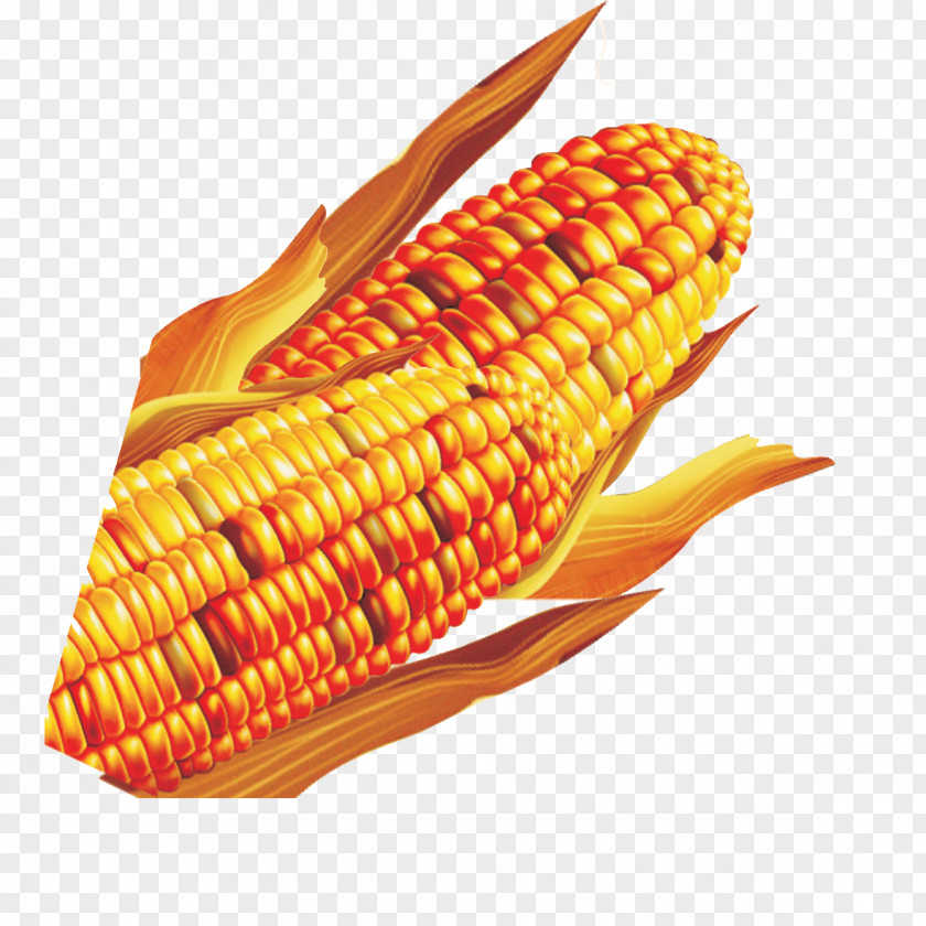 Golden Corn On The Cob Maize PNG