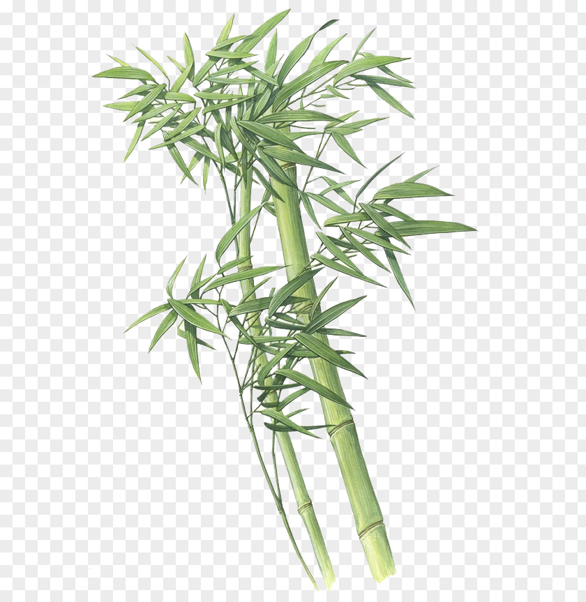 Green Bamboo Giant Panda Plant PNG