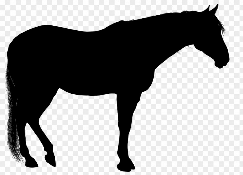 Horse Silhouette Black Clip Art Arabian Stallion Mustang PNG