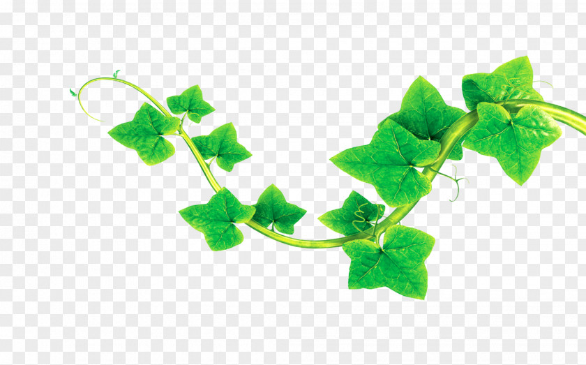 Leaves Poster Happiness Nature PNG