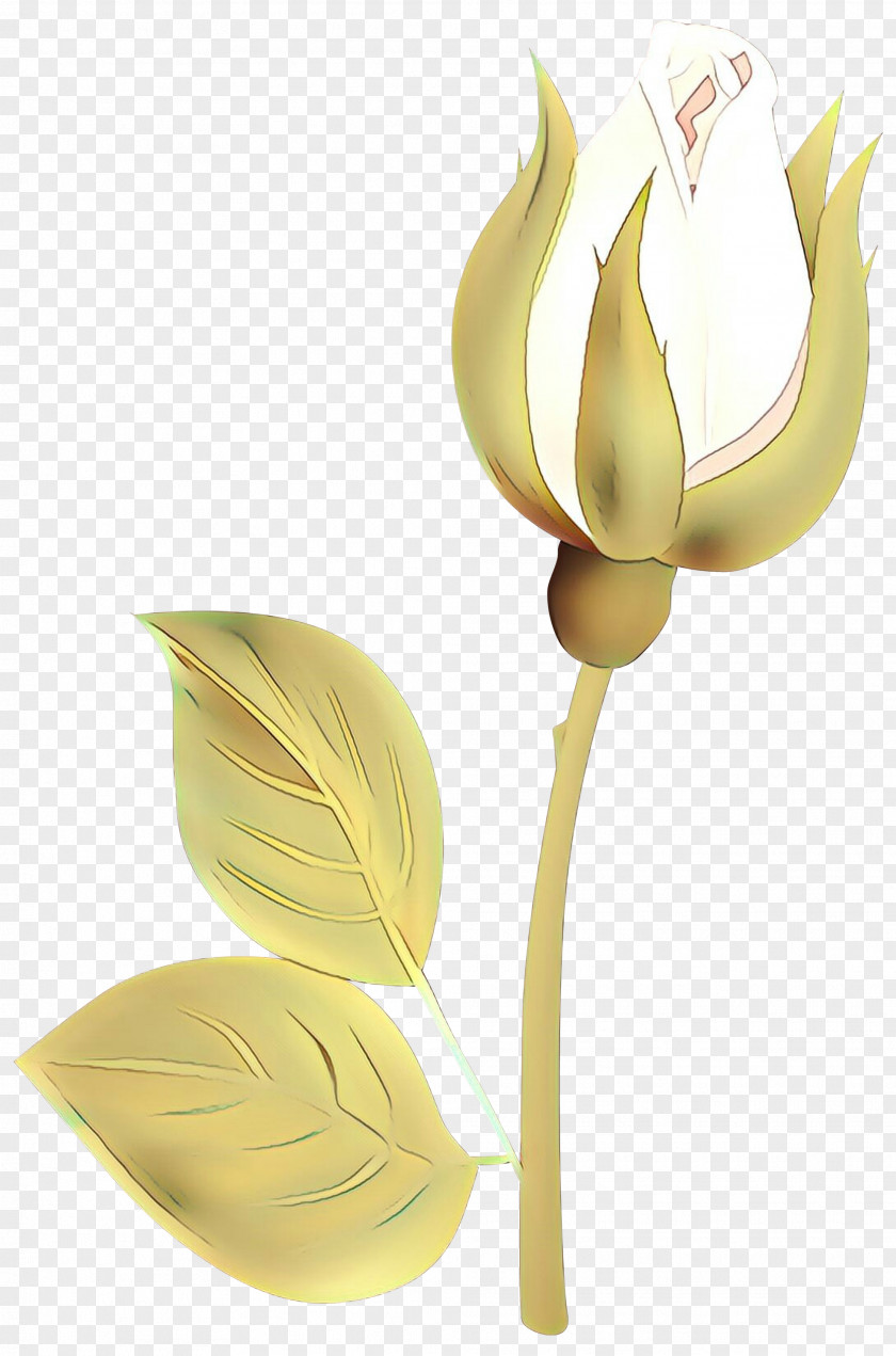 Tulip Cut Flowers Plant Stem Product Design Petal PNG
