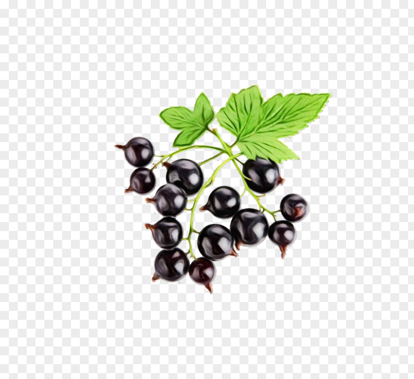 Vitis Bilberry Mango Tree PNG