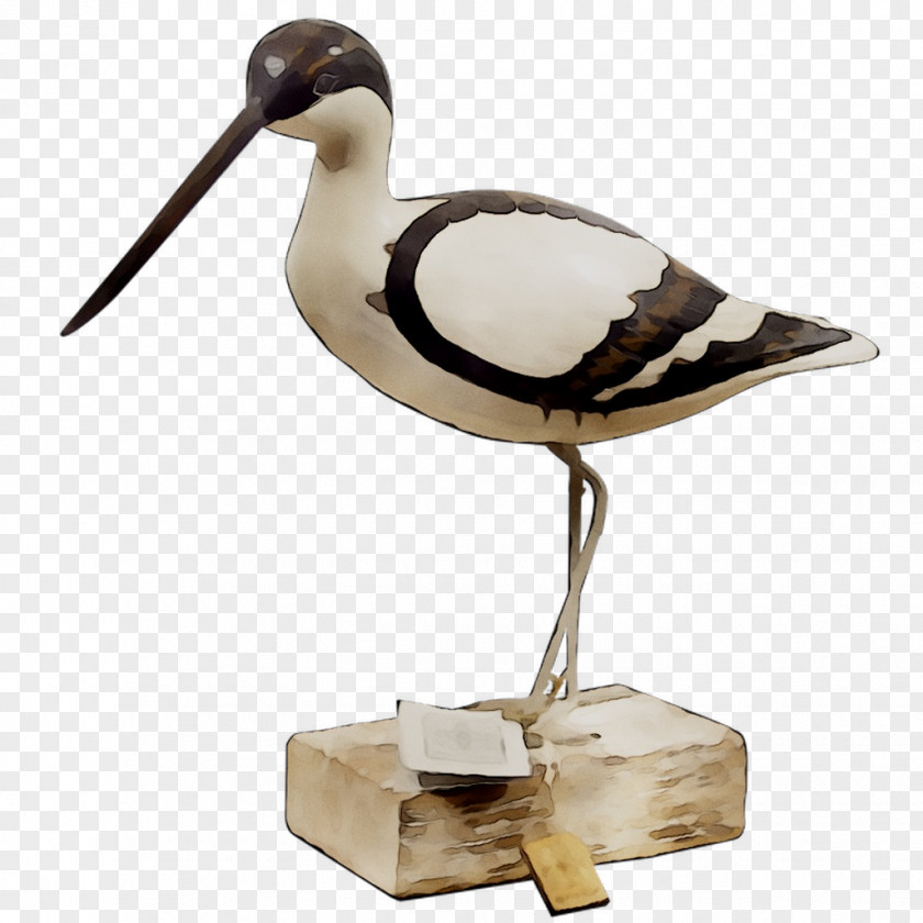 Beak Water Bird Seabird Wader PNG