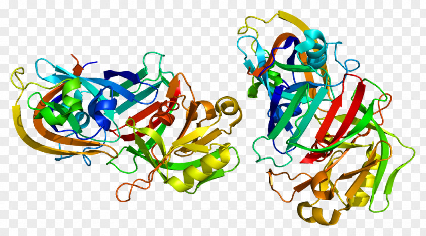 Cathepsin D Enzyme G Protein PNG