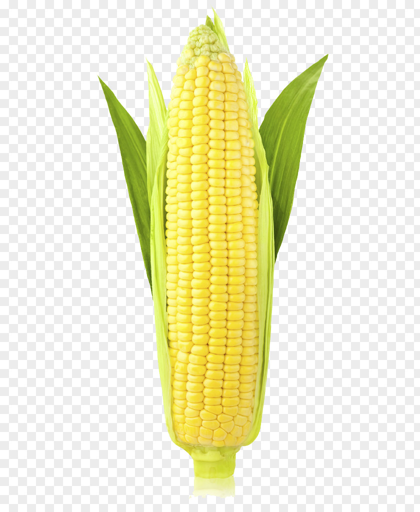 Corn (Maize) Transparent Images On The Cob Maize Ear Sweet Stock Photography PNG