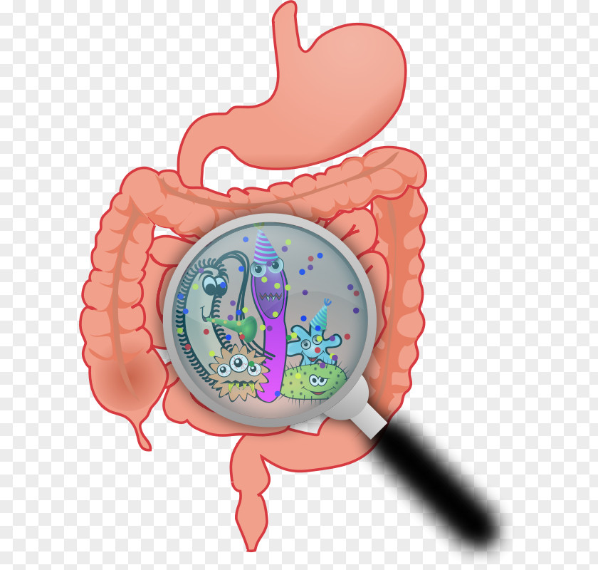 Germs Picture Dietary Supplement Gastrointestinal Tract Digestion Human Body Digestive System PNG