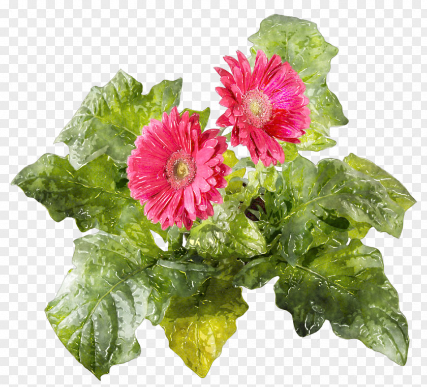 Flours Transvaal Daisy Cut Flowers Google Images Přeju Ti PNG