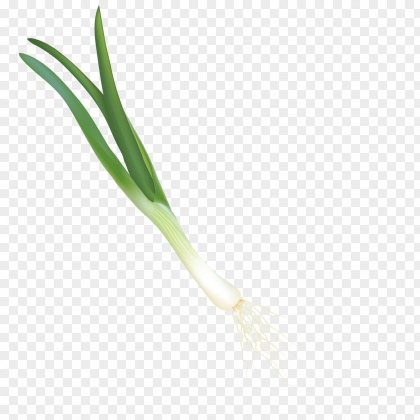 Vector A Onion Green Material Angle Pattern PNG