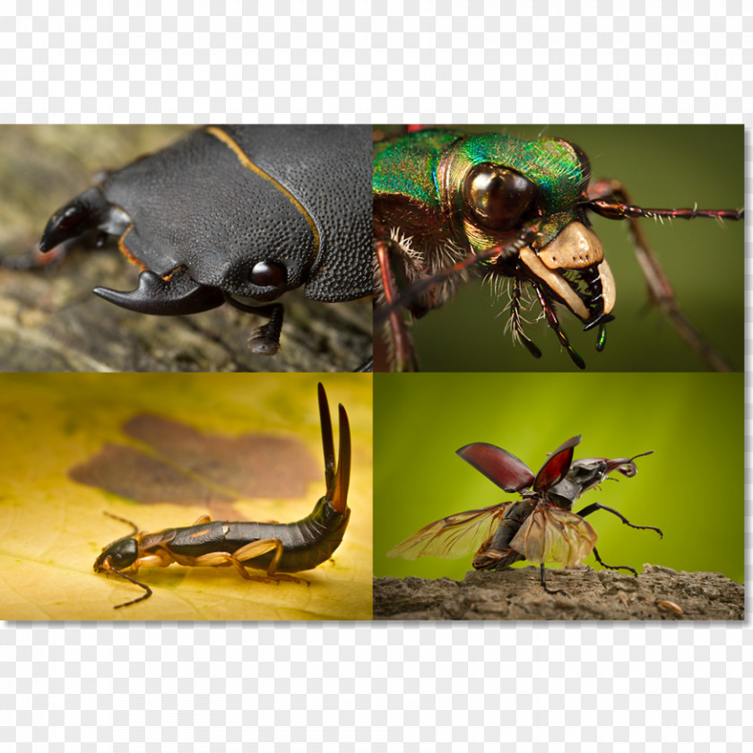 Beetle Pest Insect PNG