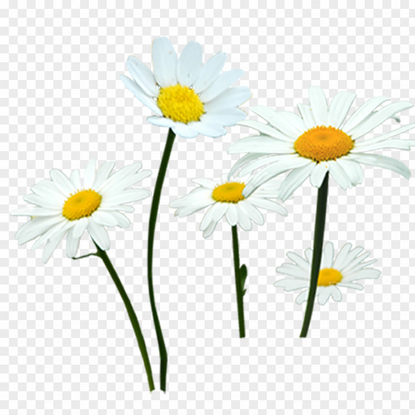 Chrysanthemum Common Daisy Indicum Flower Oxeye PNG