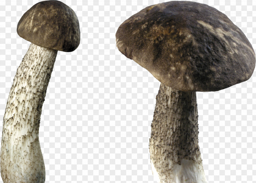 Mushroom Image Clip Art PNG