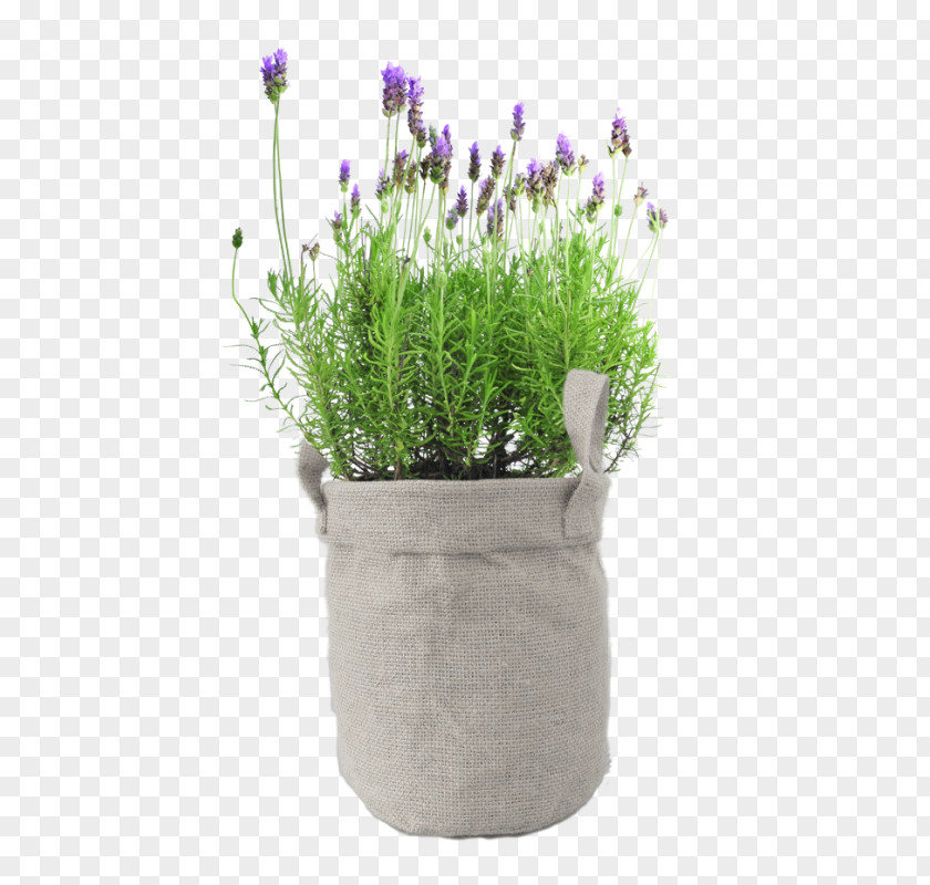 Plant English Lavender Stock Photography Gardenia Flower PNG