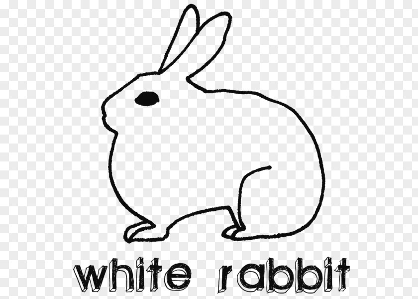 Rabbit Domestic Hare White Lionhead PNG