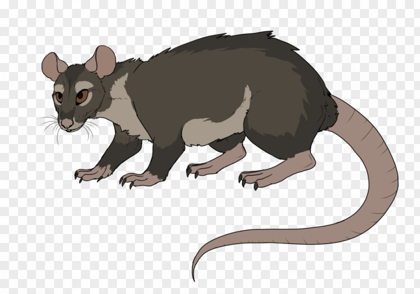 Rat & Mouse Common Opossum Rodent Mammal PNG