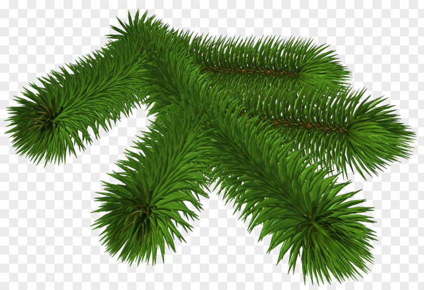 Transparent Pine Branch 3D Clipart Clip Art PNG