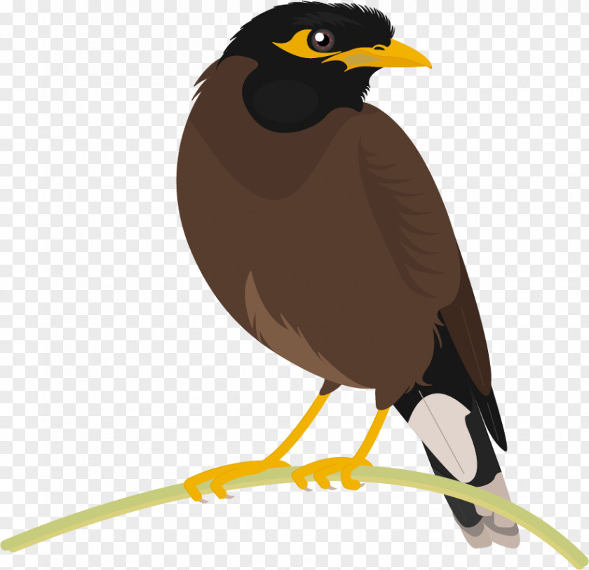 Bird Common Myna Beak PNG