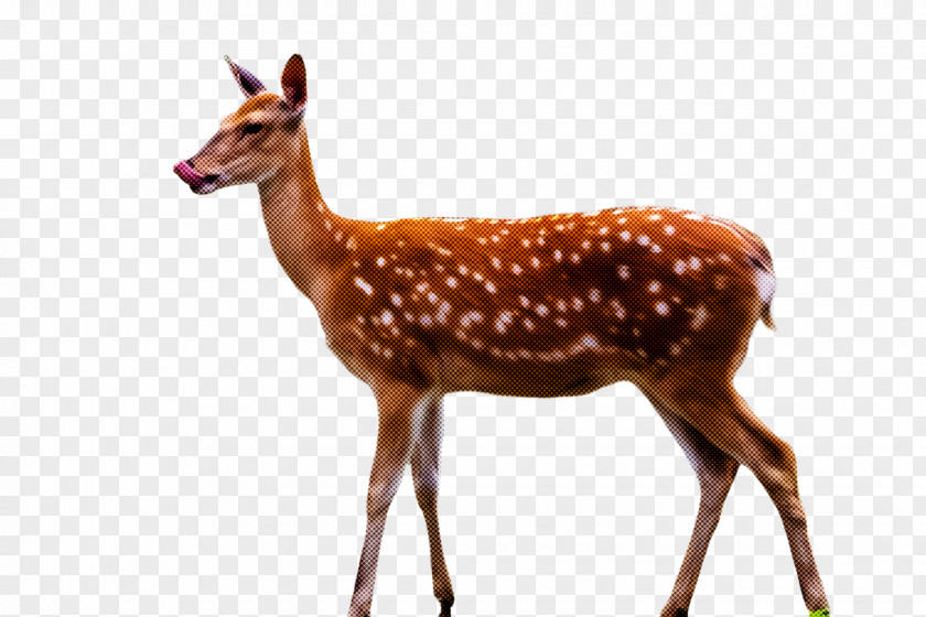 Deer Wildlife Roe Fawn Animal Figure PNG