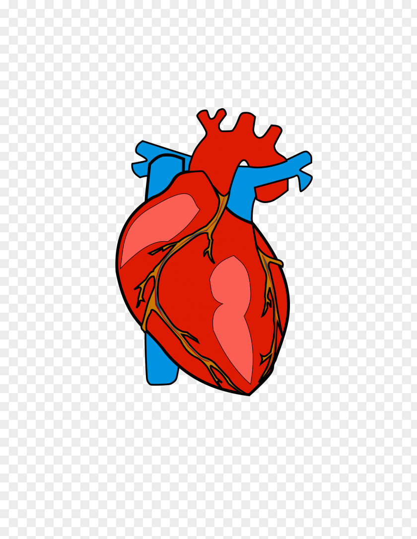 Human Heart Anatomy Clip Art PNG