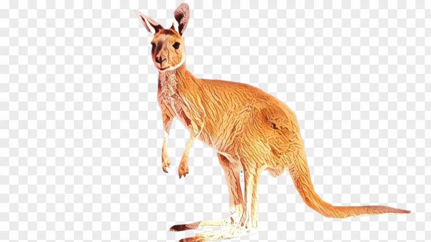 Kangaroo Macropods Terrestrial Animal Tail PNG