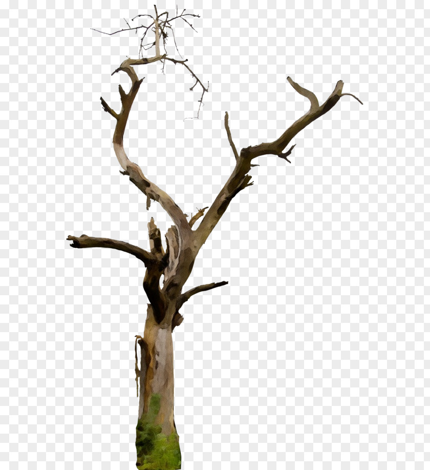 Plane Flower Tree Trunk Drawing PNG