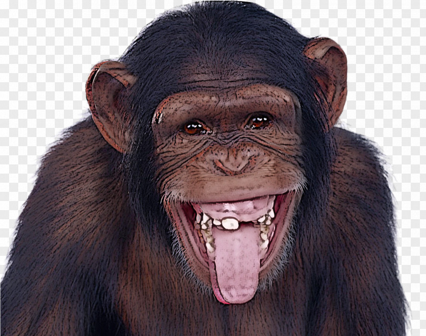 Smile Snout Common Chimpanzee Facial Expression Head Mouth Forehead PNG