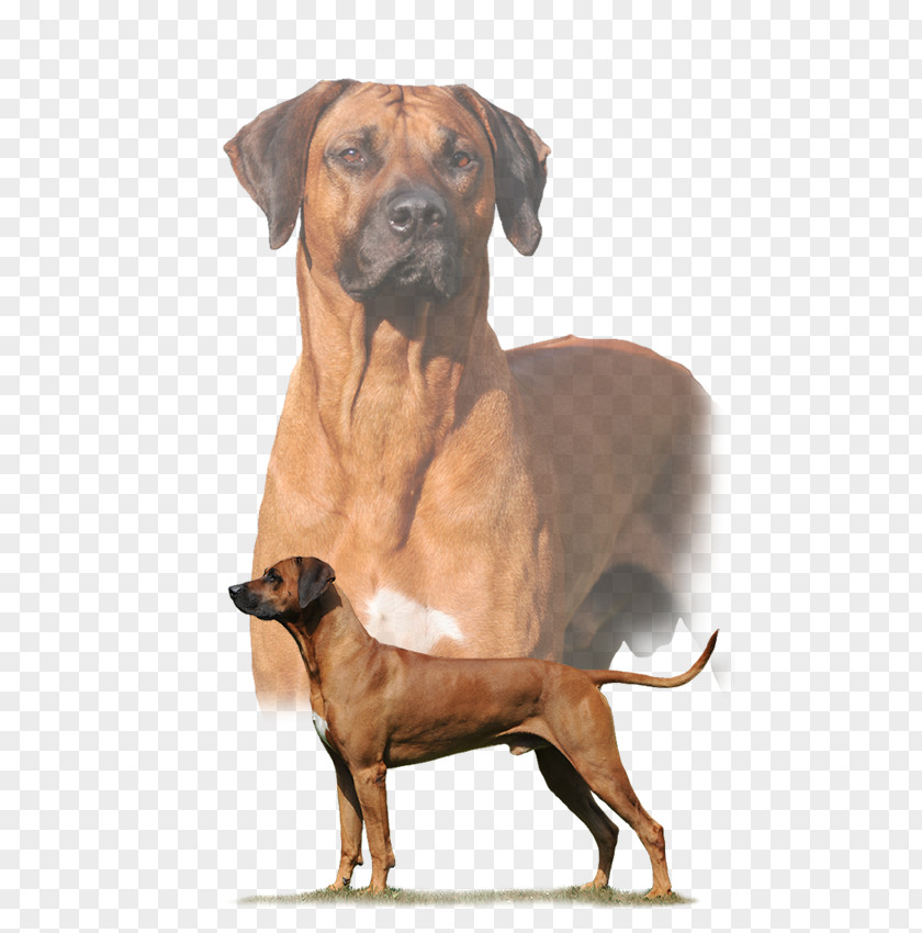 Bulldog Rhodesian Ridgeback Tosa Dog Breed Black Mouth Cur Thai PNG