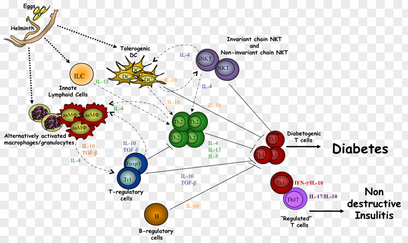 Cancer Cell Cartoon Helminths Diabetes Mellitus Innate Immune System Autoimmunity PNG
