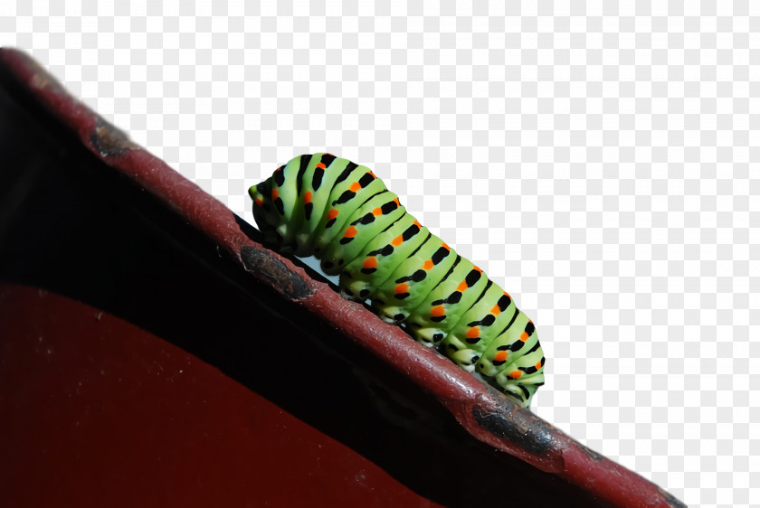 Caterpillar Butterflies Shoe Banner PNG