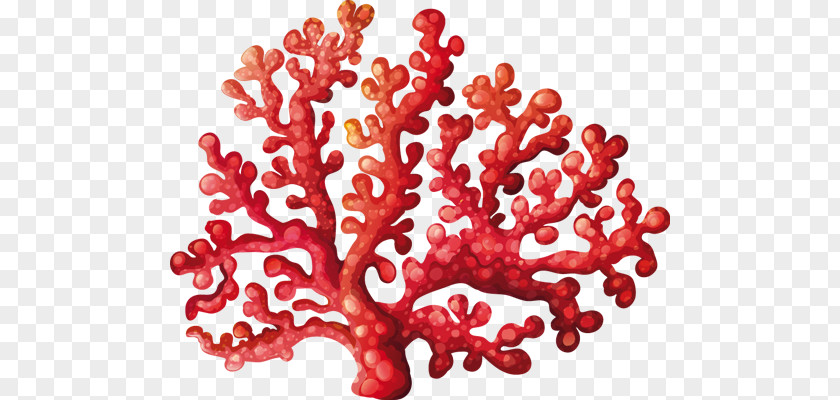 Coral Reef Clip Art PNG