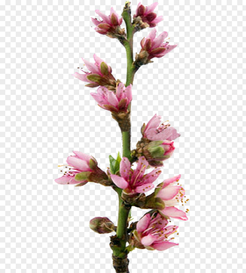 Flower Blossom Stock Photography PNG