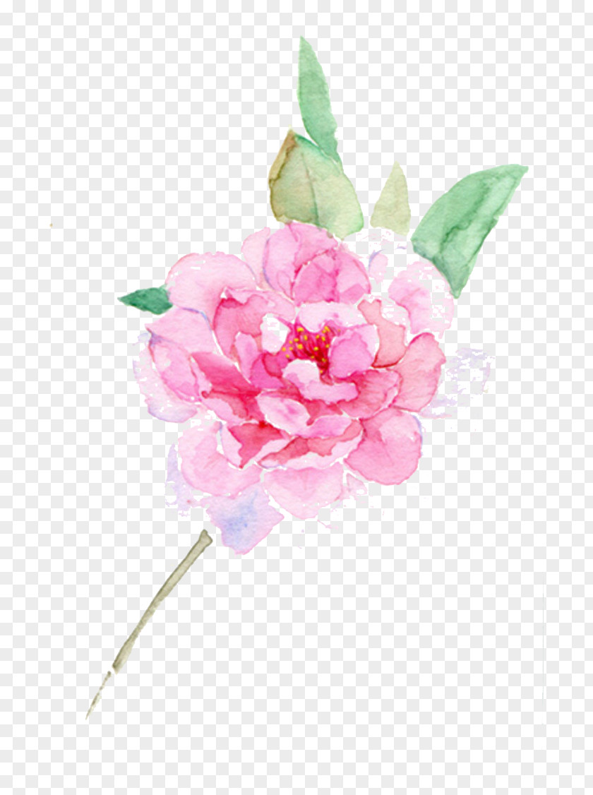 Peony Ink Picture Material Flower Centifolia Roses Designer PNG