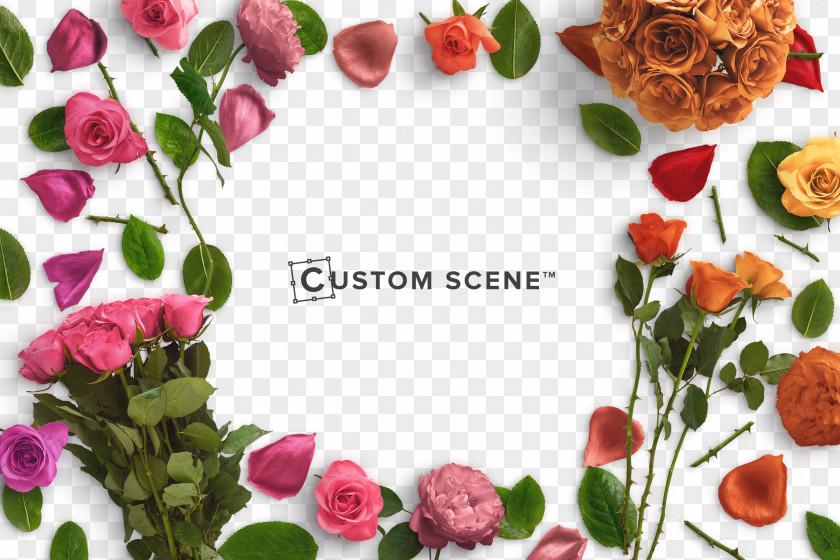 Rose Background Material Flower Stock Photography Petal PNG