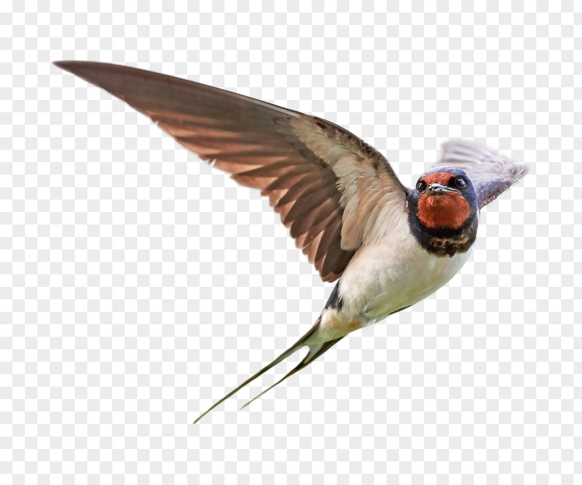 Bird Barn Swallow Stock Photography Royalty-free PNG