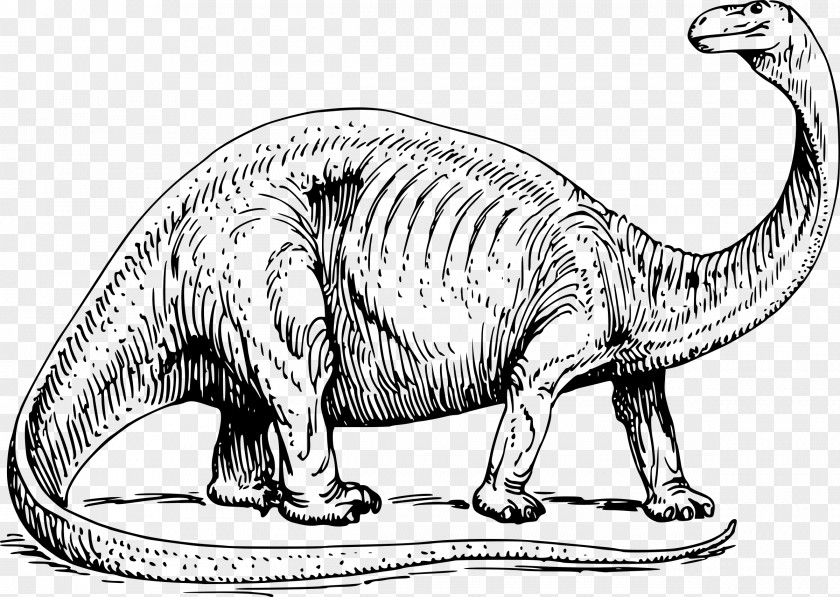 Dinosaur Brontosaurus Apatosaurus Coloring Book Triceratops PNG