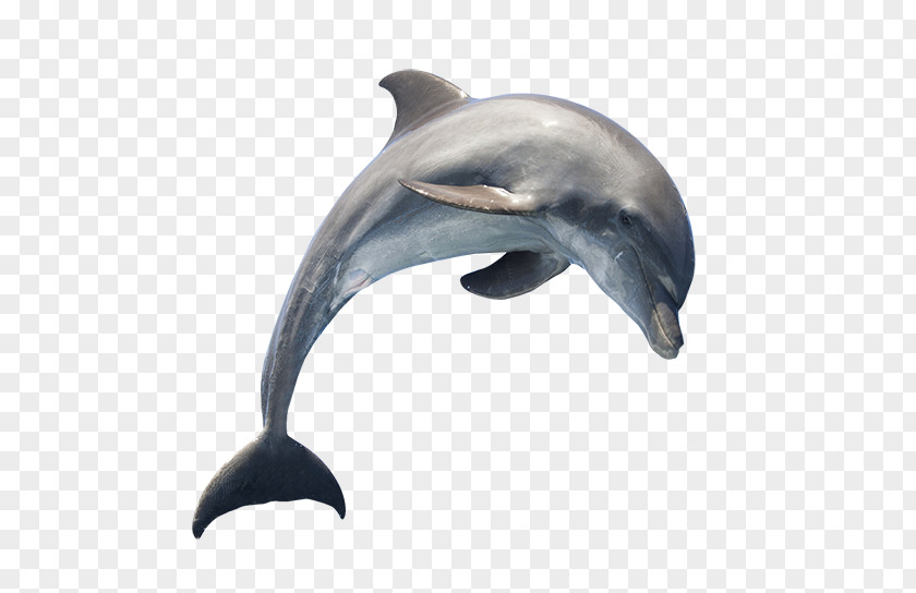 Dolphin Common Bottlenose Clip Art PNG