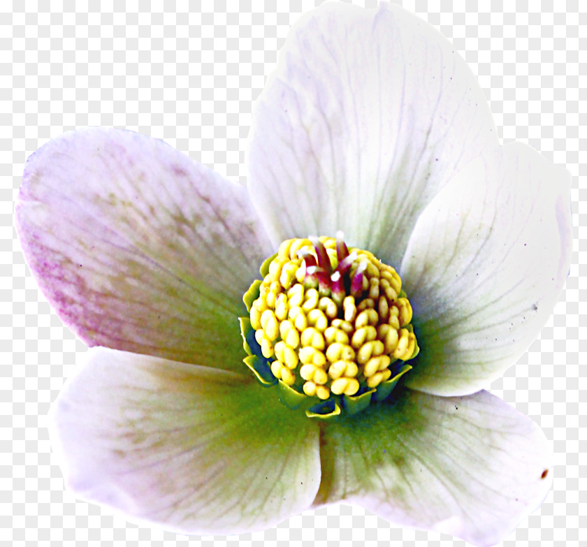 Elder Flower Close-up Pollen PNG