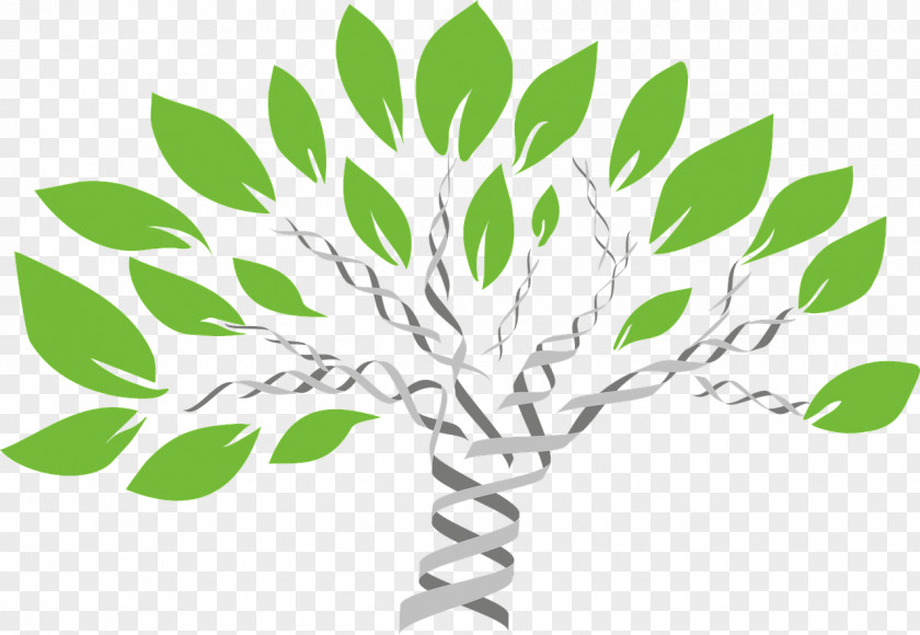 Family Tree Genealogy Genealogical DNA Test PNG